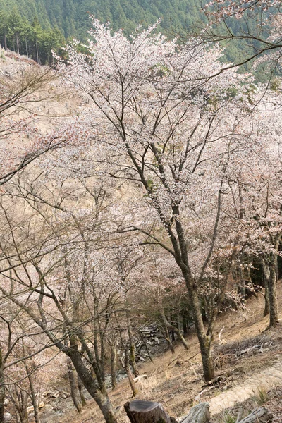 Paisaje de flores de cerezo — Foto de Stock