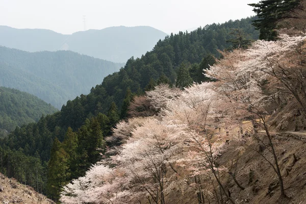 벚꽃 풍경 — 스톡 사진