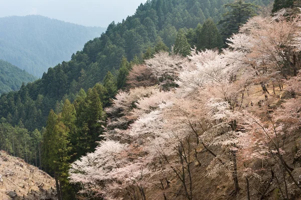 벚꽃 풍경 — 스톡 사진