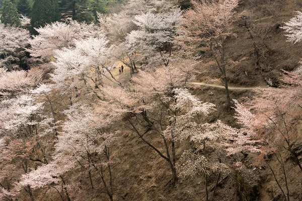 Cherry blossom scenery — Stock Photo, Image
