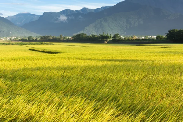 Golden paddy rice farm — Stock Photo, Image