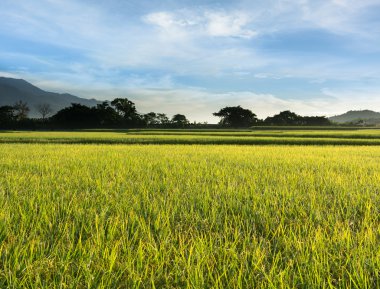 Paddy çiftlik kırsal manzara