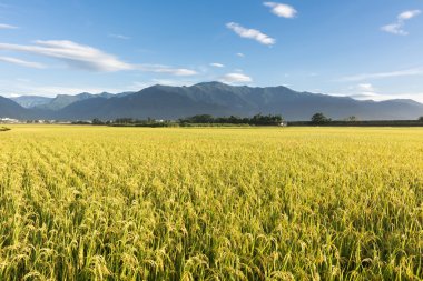 Paddy çiftlik kırsal manzara