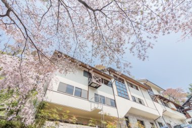 Ev kiraz çiçeği sahne