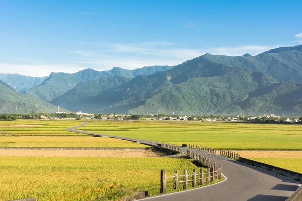 Granja de arroz y carretera rural —  Fotos de Stock