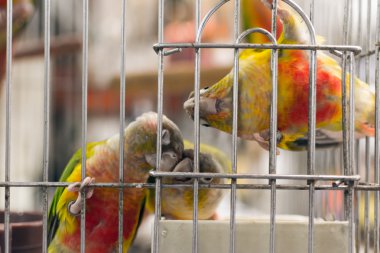 papağan kaçmak istiyorum.