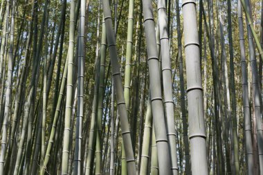 arashiyama bambu ormanı