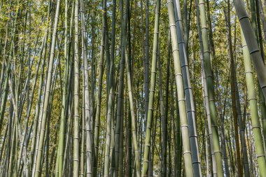 arashiyama bambu ormanı