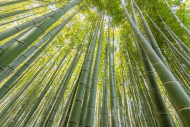 arashiyama bambu ormanı