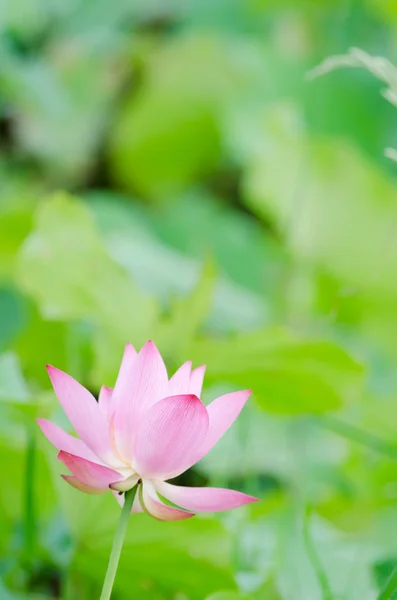 Lotusblüte — Stockfoto