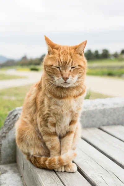 生姜猫 — ストック写真