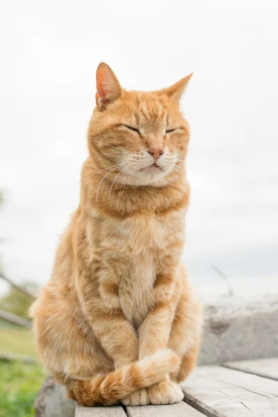 生姜猫 — ストック写真