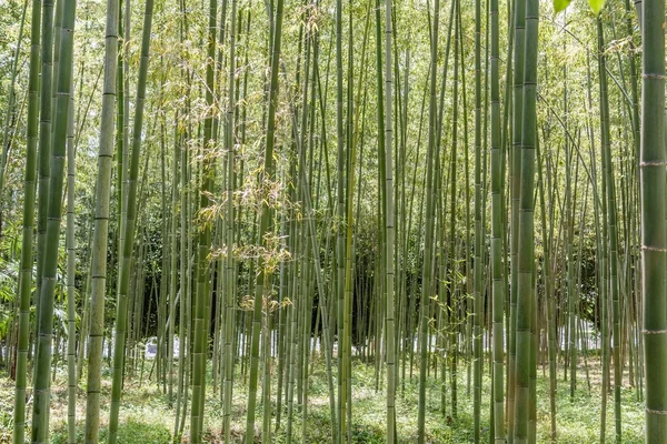 Floresta de bambu em arashiyama — Fotografia de Stock