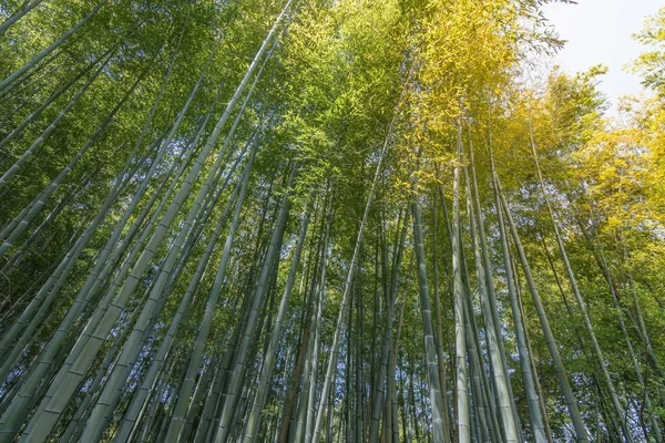 Bambusové lesy na arashiyama — Stock fotografie