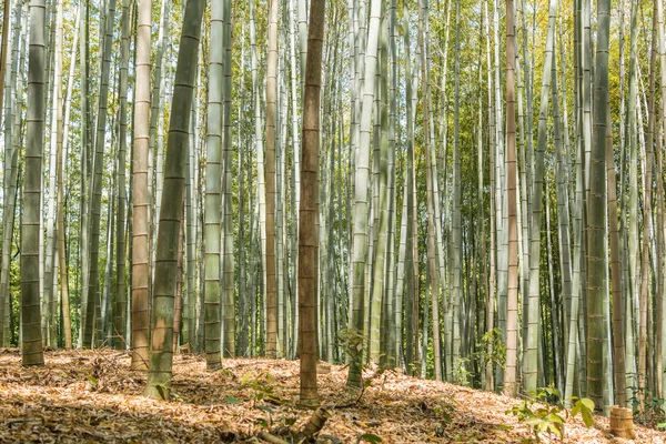 आराशीयामा येथे बांबू जंगल — स्टॉक फोटो, इमेज
