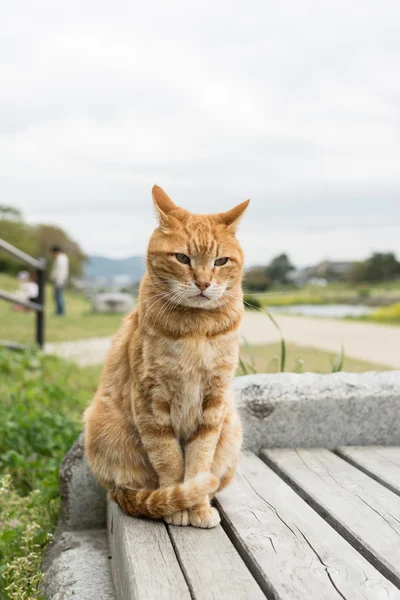 Фото Кота На Улице