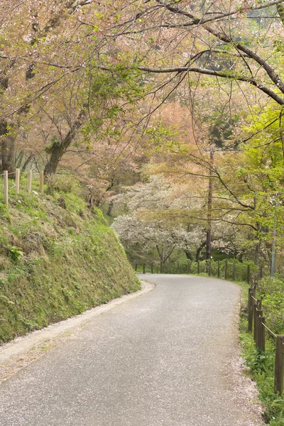 Sakura árboles camino — Foto de Stock