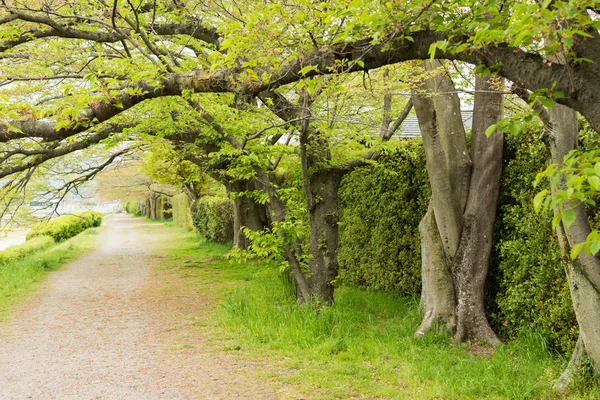 緑の葉の桜トレイル、京都、日本 — ストック写真