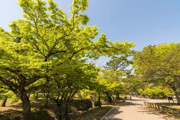 Zöld jelzésen a Nara Park, Japán — Stock Fotó