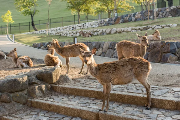 Deers in Nara park — Fotografie, imagine de stoc