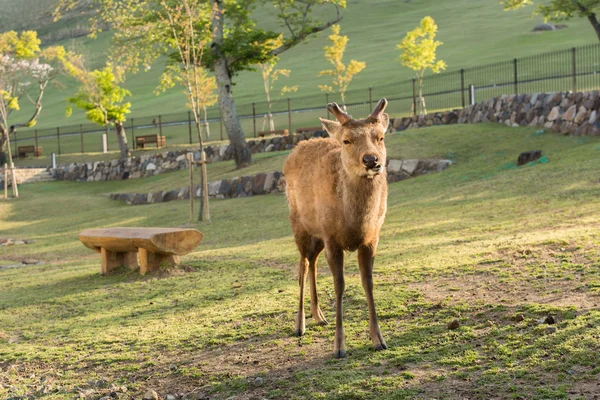 Cerfs dans le parc Nara — Photo