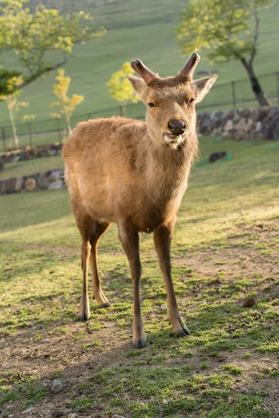 Cerfs dans le parc Nara — Photo