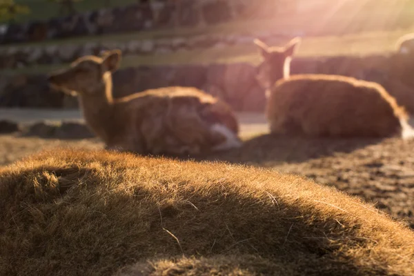 Herten in nara park — Stockfoto