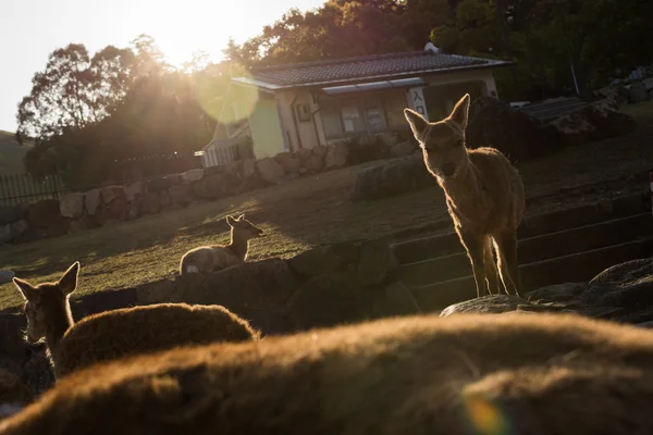 Herten in nara park — Stockfoto