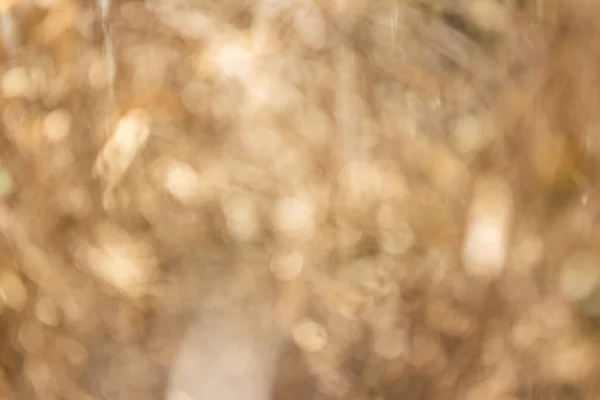 Blurred background of dry bamboo — Stock Photo, Image