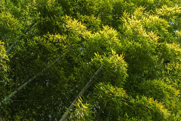 Bambú verde en Arashiyam en Japón —  Fotos de Stock