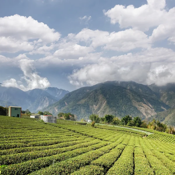 Tea farm — Stock Fotó