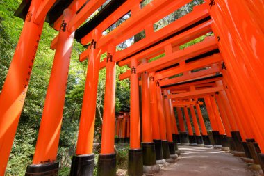 torii yeşil ağaçlar ile binlerce