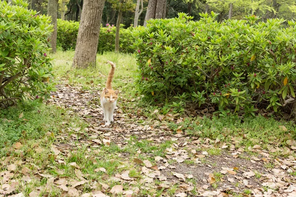 Vahşi kedi — Stok fotoğraf