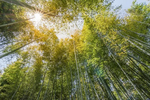 Бамбуковый лес в Арашияме — стоковое фото