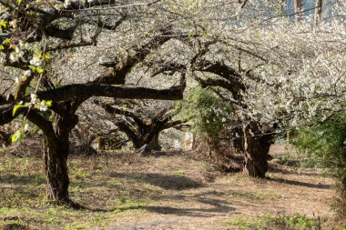Nantou, Tayvan, Asya 'daki bahçede beyaz erik çiçekleri.