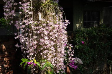 Pembe dendrobium çiçekleri bir şehrin sokaklarında çiçek açıyor.