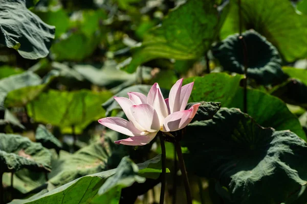 Pink Lotus Flower Green Leaves Farm — Stock Photo, Image