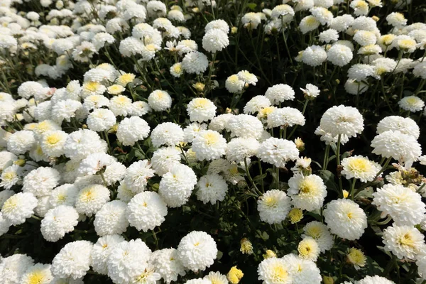 Hermosa Granja Crisantemo Blanco Municipio Tongluo Condado Miaoli Taiwán — Foto de Stock