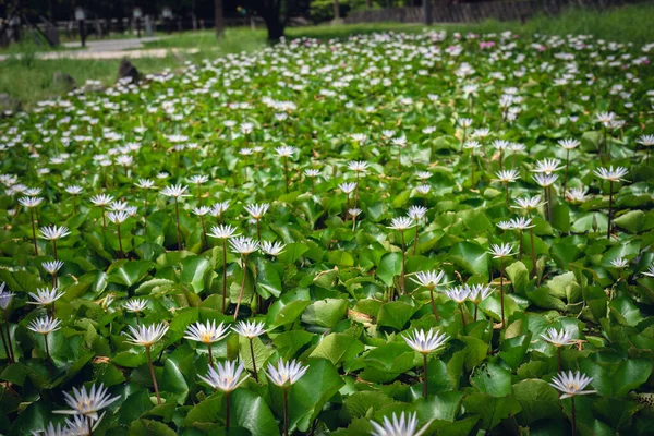 White Lotus Flower Green Leaves Farm — Stock Photo, Image