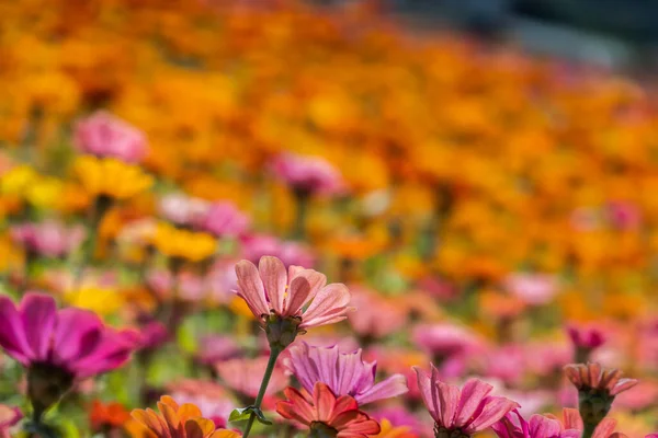 Colorido Cosmos Flores Fazenda Exterior — Fotografia de Stock