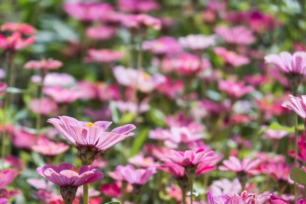 Roze Paarse Kosmos Bloemen Boerderij Buitenlucht — Stockfoto