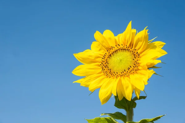 Landscape Sunflowers Farm Yellow Flowers Daytime — Stock Photo, Image