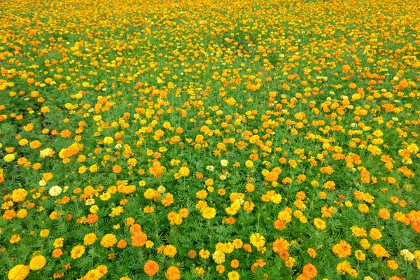 우주는 야외에서 피운다 — 스톡 사진