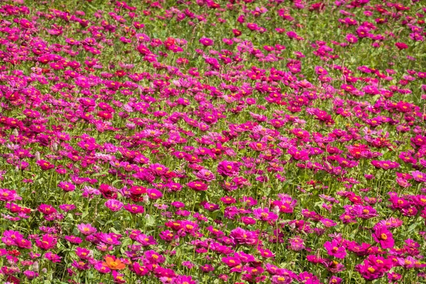 Colorful Cosmos Flowers Farm Outdoor — Stock Photo, Image