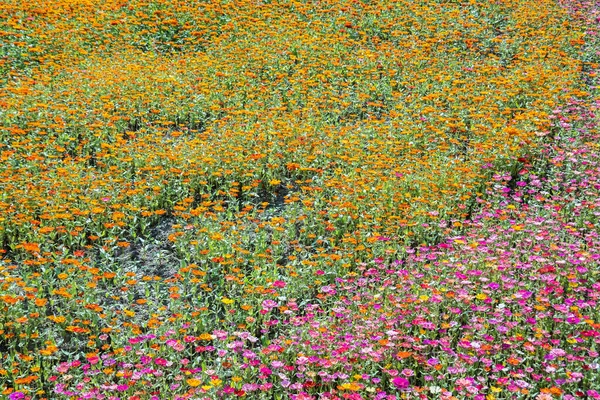 Colorido Cosmos Flores Fazenda Exterior — Fotografia de Stock