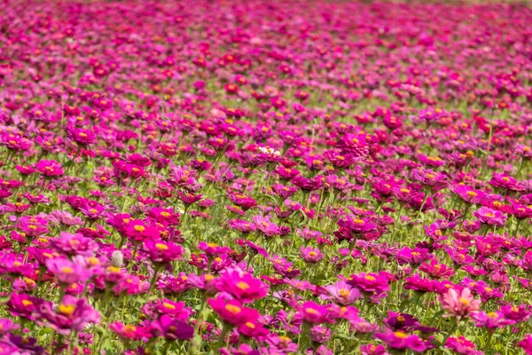 Kolorowe Cosmos Kwiaty Gospodarstwa Plenerze — Zdjęcie stockowe