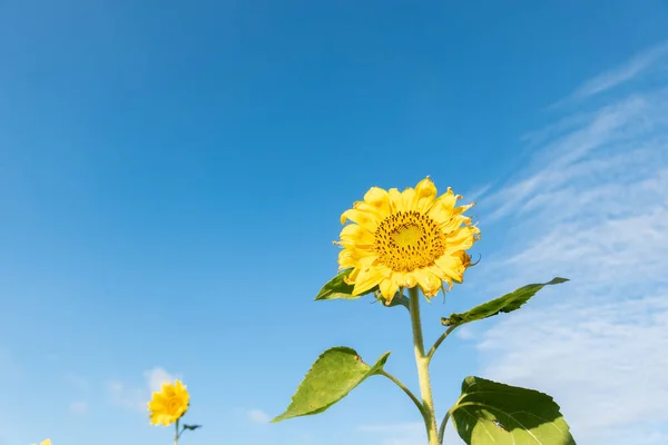 Krajina Slunečnice Farma Žlutými Květy Dne — Stock fotografie