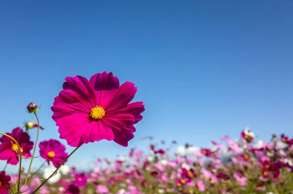 Różowy Kosmos Kwiaty Gospodarstwo Plenerze Pod Błękitnym Niebem — Zdjęcie stockowe