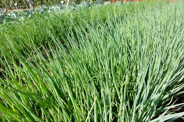 Fattoria Scalogno Verde All Aperto Con Nessuno — Foto Stock