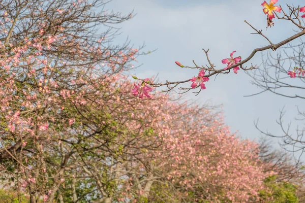 Tayvan Pembe Ipek Ağacı Çiçekleri Manzarası — Stok fotoğraf